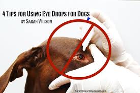 Eye Drops For Dogs Eye Drops For Dogs Dogs Eyes Problems Eye Drops