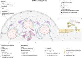 There are a lot of foods to avoid with kidney disease and diabetes. Frontiers Improving The Dysregulation Of Foxo1 Activity Is A Potential Therapy For Alleviating Diabetic Kidney Disease Pharmacology