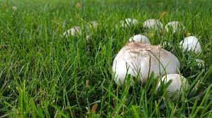 They are easy to identify by these characteristics: Common Types Of Backyard Mushrooms Earth Com
