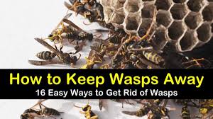 Inside a house, the life span would be entirely dependent on conditions inside. How To Keep Wasps Away 16 Ways To Get Rid Of Wasps