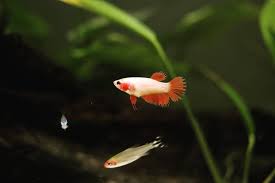 A Sweet Shot Of A Young Little Betta The Fins Are Such A Bold Orange Bettalove Bettafish Betta Betta Betta Fish Fish Pet