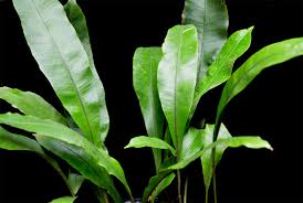 Image result for Lomariopsis