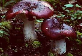Image result for Russula perlactea