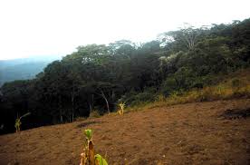 Image result for Agelanthus toroensis