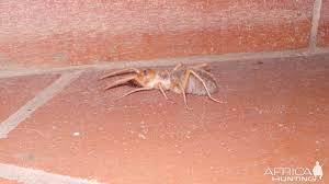 Howstuffworks gets to know these arachnids. Camel Spider Namibia Africahunting Com