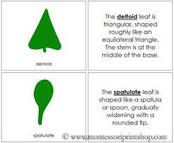 Botany Cabinet Leaf Shapes Book Printable Montessori