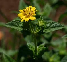 Image result for Aspilia