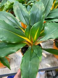 Image result for Chlorophytum macrophyllum