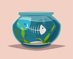 In this way, you can respectfully dispose of a fish. Dealing With Dead Pet Fish Most Ethical Disposal Methods