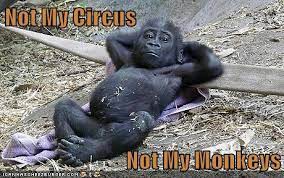 Not My Circus Not My Monkeys Animal Comedy Animal Comedy Funny Animals Animal Gifs
