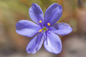 Image result for Aristea abyssinica