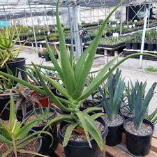 Image result for Aloe mkushiana