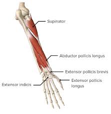 Sometimes your muscles bones or tendons put too much pressure on nearby nerves. Forearm Concise Medical Knowledge
