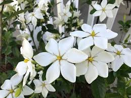 We did not find results for: 25 Jenis Bunga Melati Paling Indah Wanita22