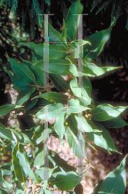 Maybe you would like to learn more about one of these? Horticopia Quercus Acuta Japanese Evergreen Oak