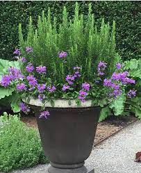 998 drought resistant plants products are offered for sale by suppliers on alibaba.com, of which aquatic plants accounts for 1%, flower pots & planters accounts for 1%, and artificial plant accounts for 1%. Rosemary And Verbena Potted Plants Outdoor Container Gardening Plants