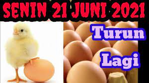 Harga telur ayam anjlok, ini langkah yang dilakukan kementan. Harga Telur Ras Hari Ini Senin 21 Juni 2021 R88 Chanel Youtube
