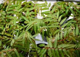 Image result for Asplenium mildbraedii