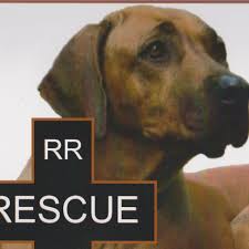 7 pups in the litter, 3 females and 4. Rhodesian Ridgeback Rescue Australia Home Facebook