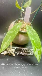 Image result for Aneilema zebrinum