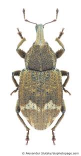 Image result for Plinthus