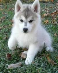 Black And White Husky Puppy For Sale Adorable Akc Siberian Husky Puppies For Sale Husky Puppies For Sale Siberian Husky Puppies Siberian Husky