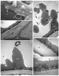 Image result for Blotiella natalensis