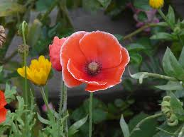 Image result for Papaveraceae