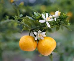 Image result for Citrus × aurantium