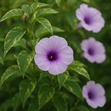 Image result for Ipomoea marginata