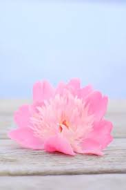 Springwallpaperiphone Iphone Wallpaper Flower Wallpaper Spring Wallpaper