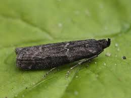 Image result for Pyla fusca