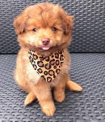 Akc registered cuddly, very loving, and smart. Pomeranian Poodle Mix Complate Guide About Pomapoo Dog
