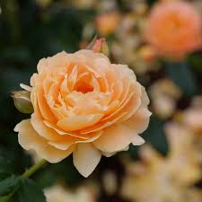 Pesticide resistance describes the decreased susceptibility of a pest population to a pesticide that was previously effective at controlling the pest. At Last Rose Rosa X Proven Winners