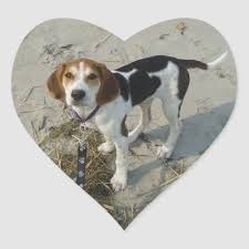 Walker Coonhound Stickers Zazzle Com In 2021 Walker Coonhound Coonhound Beagle Puppy