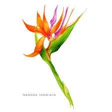 Semua komik di website ini hanya preview dari komik aslinya, mungkin terdapat banyak kesalahan bahasa, nama tokoh, dan alur cerita. Nandra Janniata On Instagram Strelitzia Bird Of Paradise Begitu Ternyata Namanya Dulu Taunya Nama Bunga Ini Pisang Pi Birds Of Paradise Botanical Art Bird