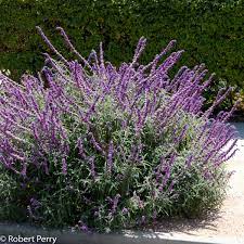Mexican Bush Sage Cvs Inland Valley Garden Planner Water Wise Landscaping Garden Planner California Plants