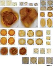 Image result for Brillantaisia madagascariensis