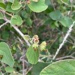 Image result for Cordia monoica