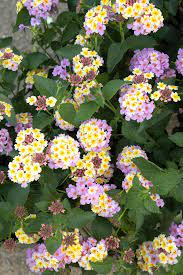 Mary Ann Lantana Monrovia Mary Ann Lantana Lantana Plant Catalogs Monrovia Plants