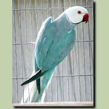 Black Bird With Blue Head And Neck Pin On Indian Ring Neck Bitds