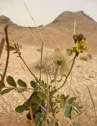 Image result for Senna italica