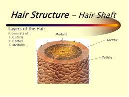 Its diameter, of between 45 μm and 90 μm, is determined by the number of keratinised cells, which are pigmented and more or less the same colour as the hair. Hair Science And Biology My Hair Doctor Prescription Haircare