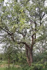 Image result for Colophospermum mopane