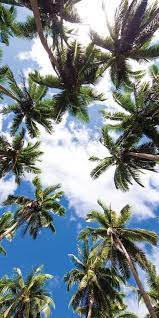 Dihalaman ini anda akan melihat background cerah yang bagus! Langit Cerah 2 Palm Trees Wallpaper Tree Wallpaper Iphone Wallpaper Iphone Summer