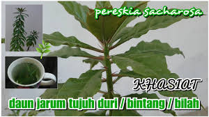 Bintang tujuh,pokok kanker,chat sim chan. Khasiat Daun Jarum Tujuh Duri Tujuh Bintang Tujuh Bilah Benefits Of Pereskia Sacharosa For Health Youtube