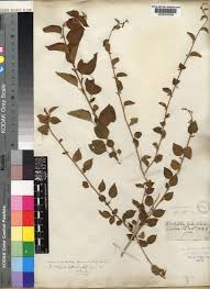 Image result for Campylospermum densiflorum