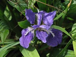 Care of japanese iris once planted and placed in the pond, japanese iris care is minimal. Iris Tectorum Japanese Roof Iris Roof Iris Wall Iris North Carolina Extension Gardener Plant Toolbox