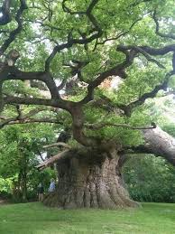 Chene Pedoncule Majestic Angleterre Plus De 1000 Ans Www Monumentaltrees Com Www Frenchrivieragardener Photographe Nature Arbres Etranges Arbre Chene