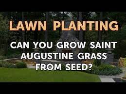 Check spelling or type a new query. Can You Grow Saint Augustine Grass From Seed Youtube